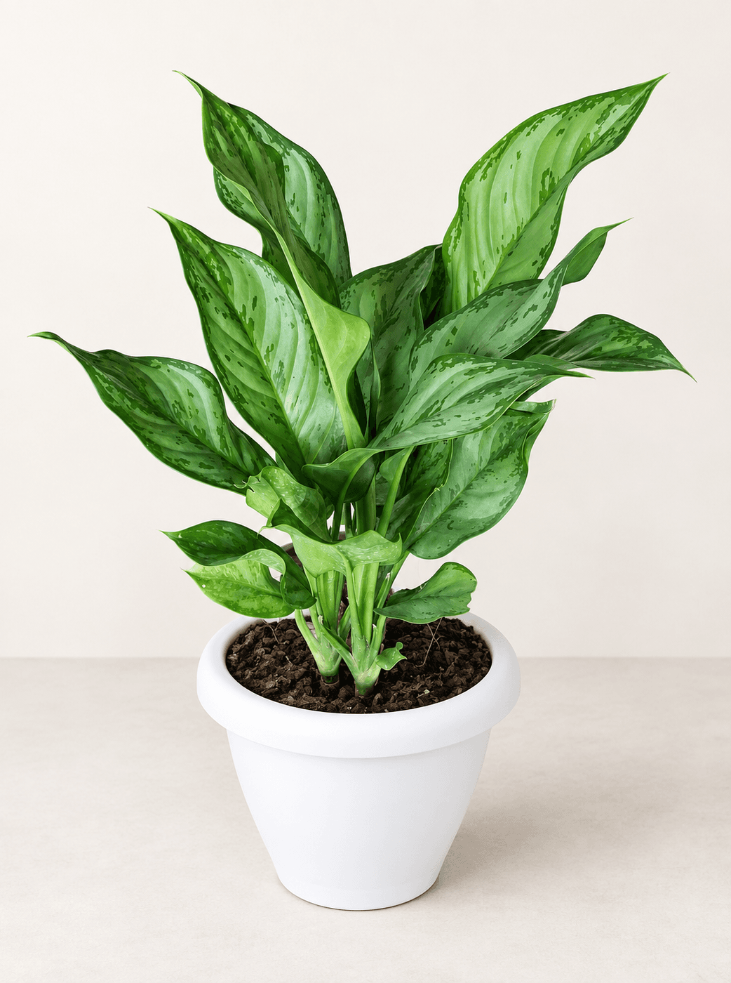 Aglaonema Green in a white plastic pot