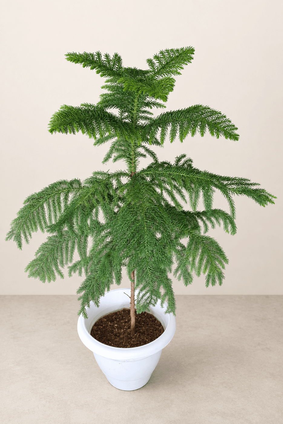 Araucaria in a white plastic pot