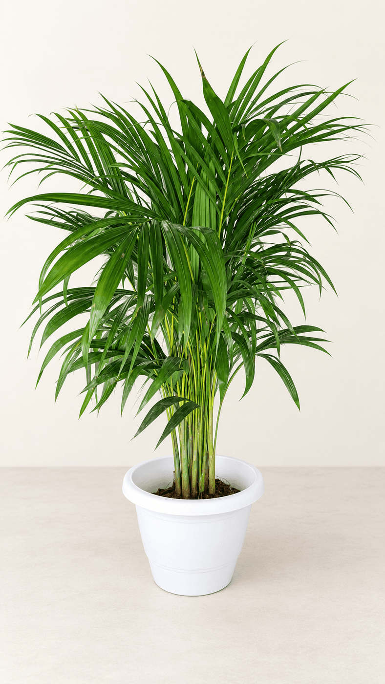 Areca Palm in a white plastic pot