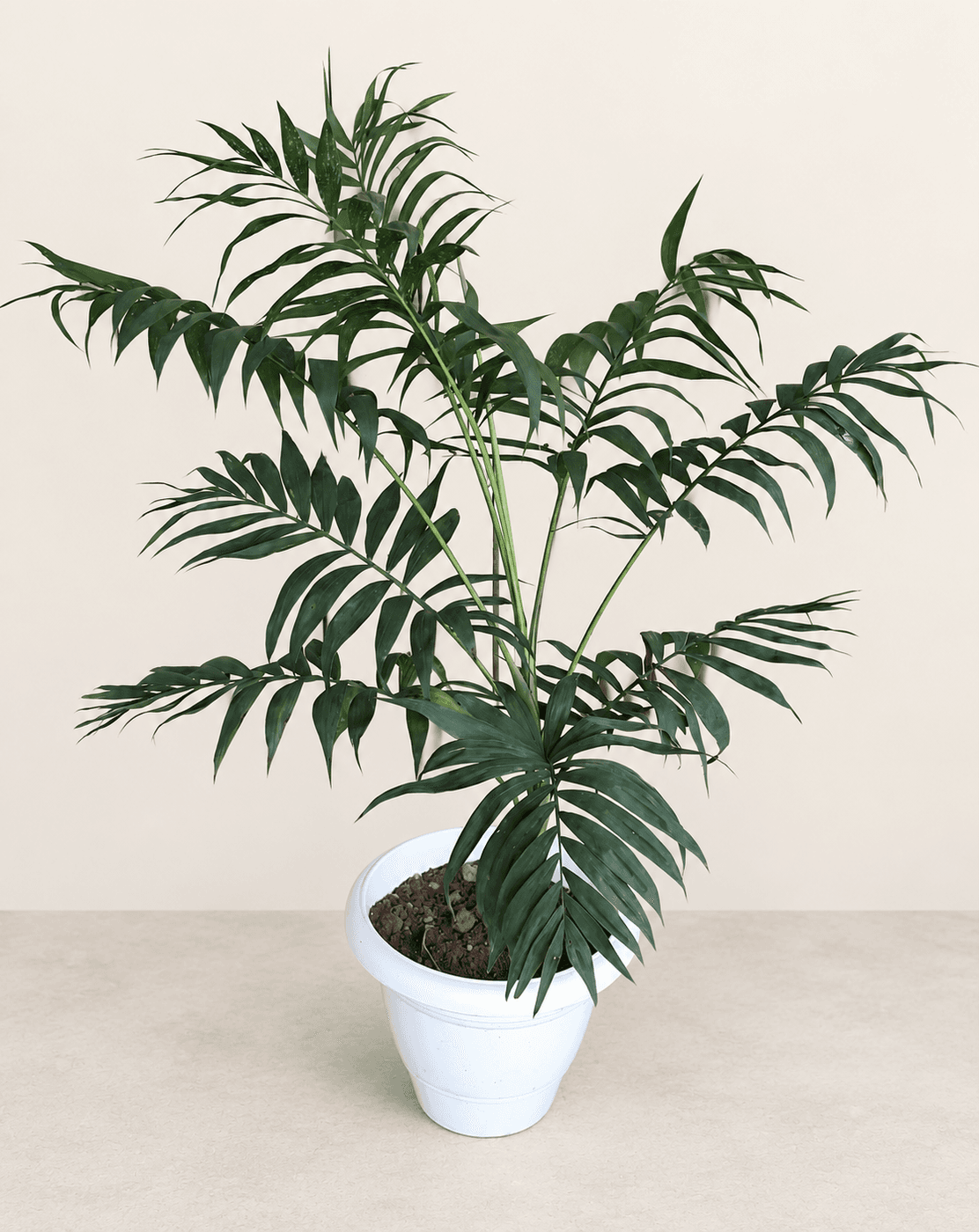 Chamaedorea Parlour Palm in a white plastic pot