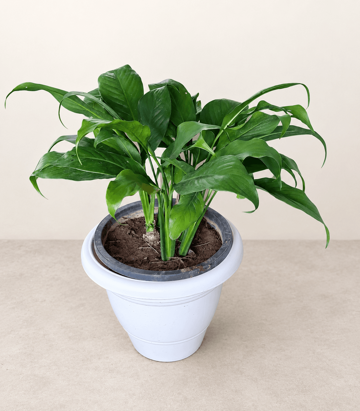 Peace Lily in a white plastic pot