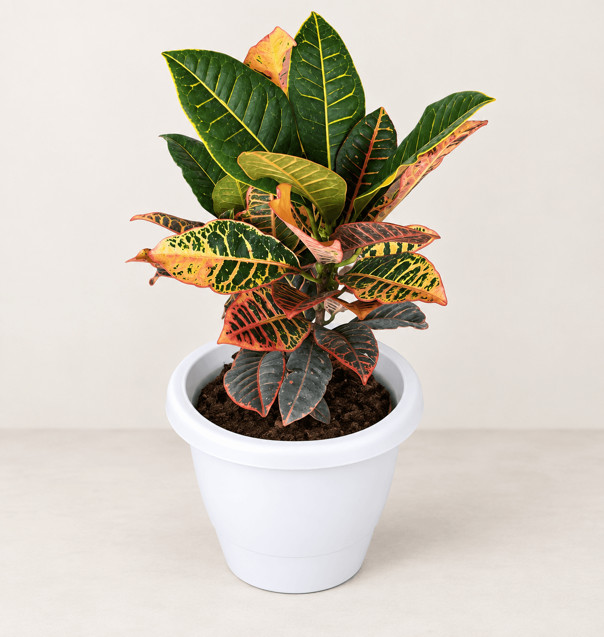 Petra Croton in a white plastic pot