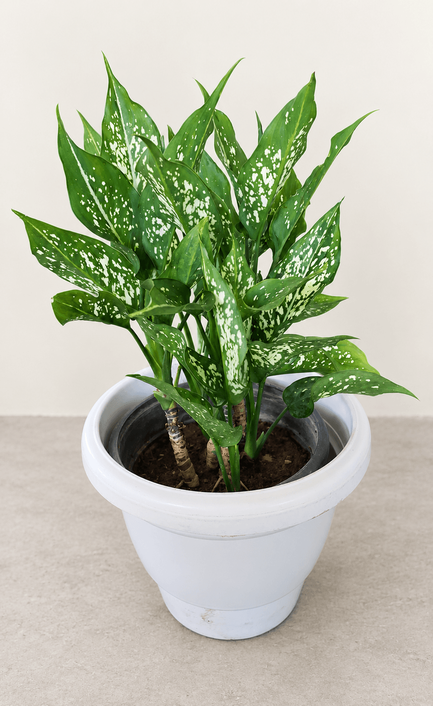 Aglaonema Snow White in a white plastic pot