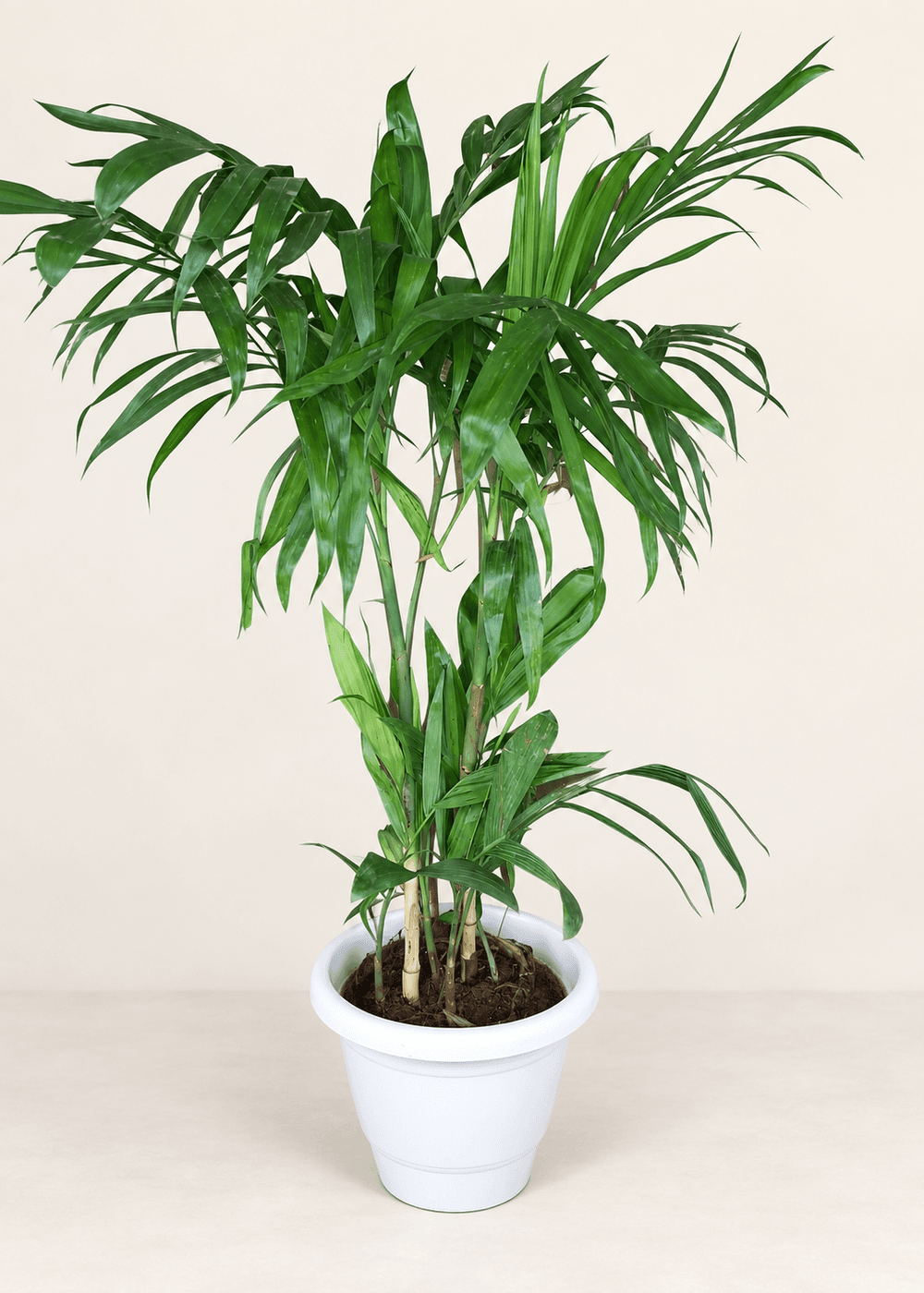 Bamboo Sepotia Palm in a white plastic pot